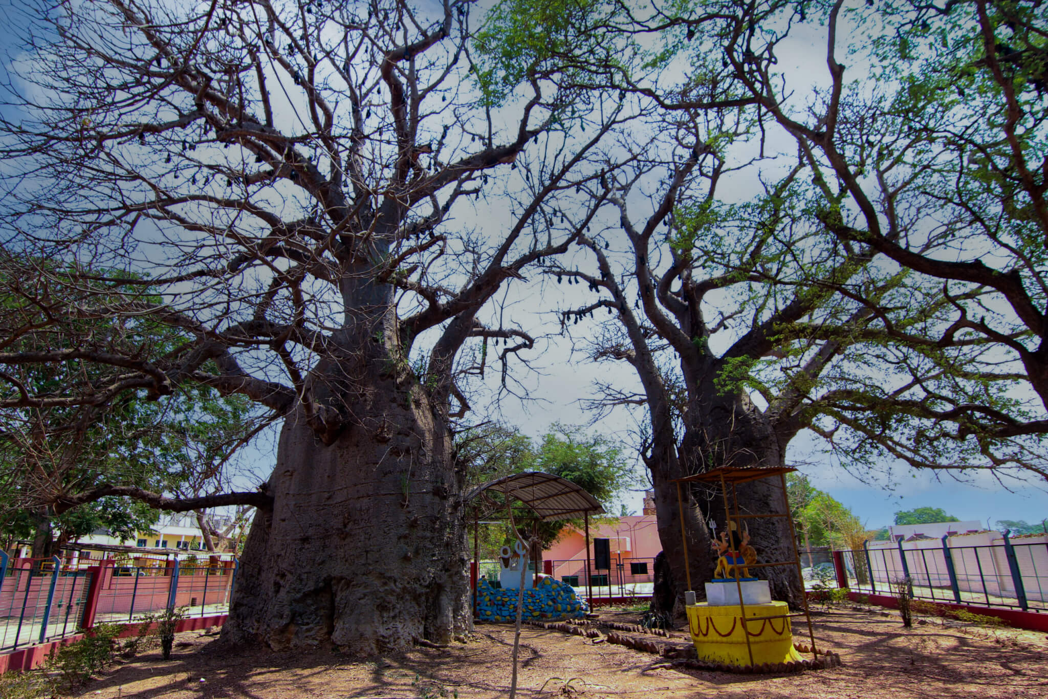 Acient Baobab trees.